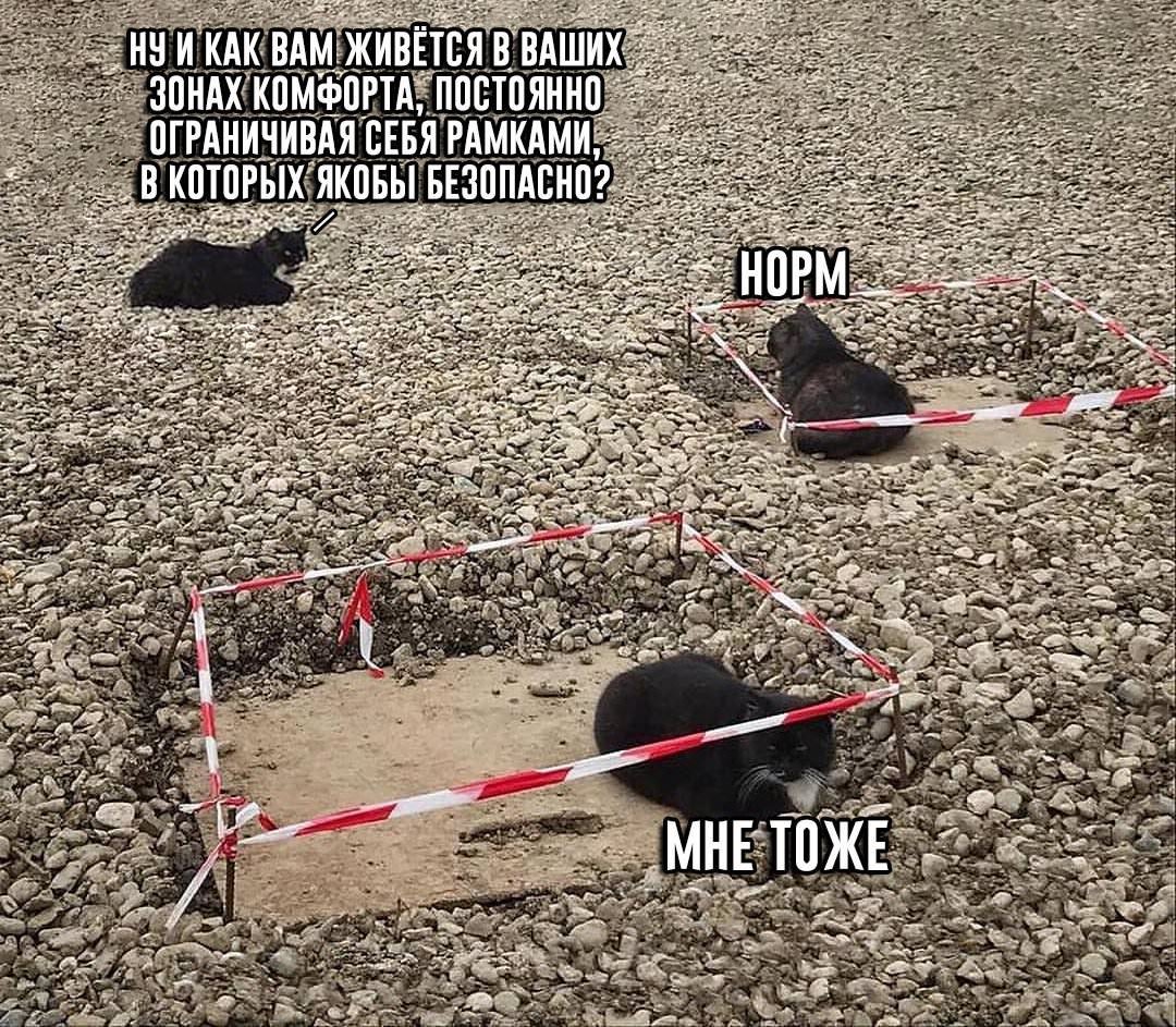 Кот которого вытаскивают из витрины