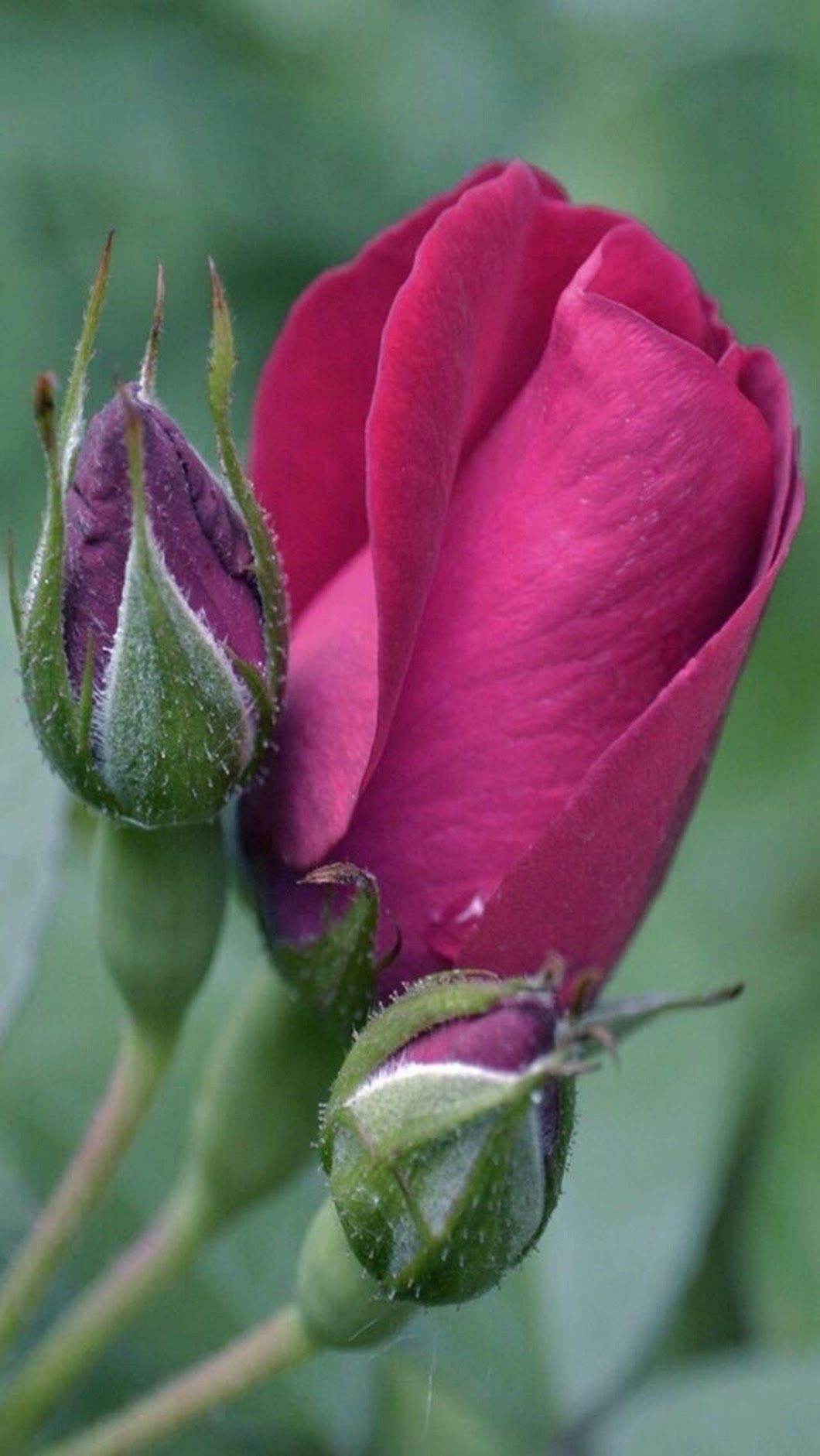 Розовый бутон