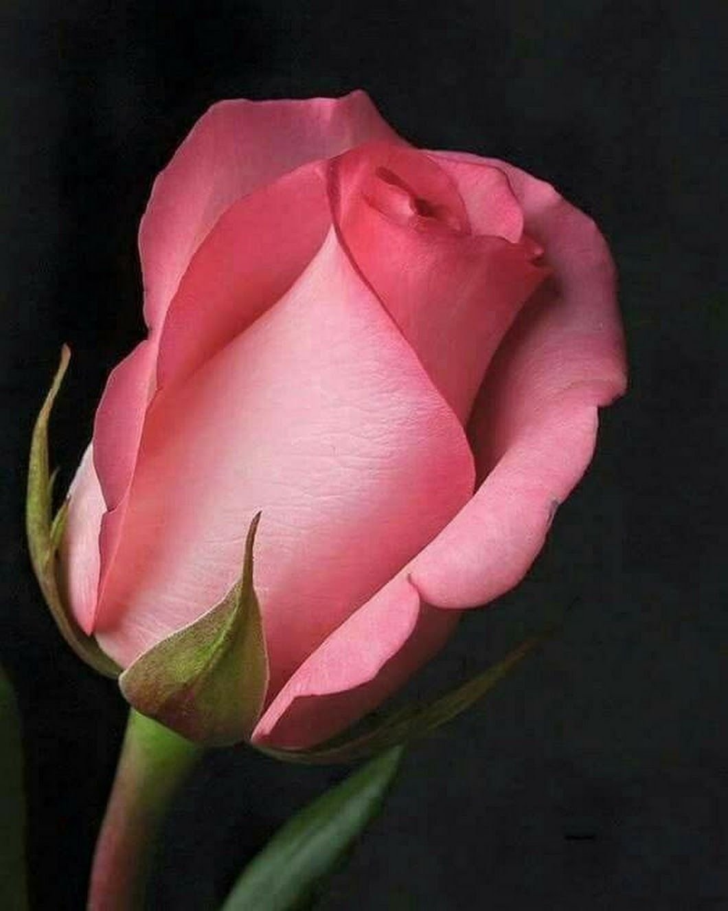 Роза полубутон