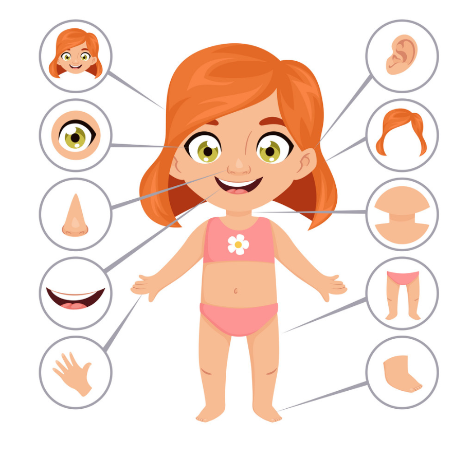 Части тела для детей