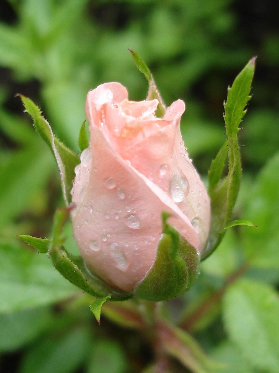 Красивый бутон