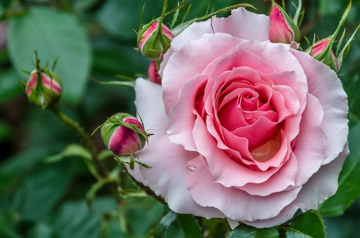 Роза Сентименталь