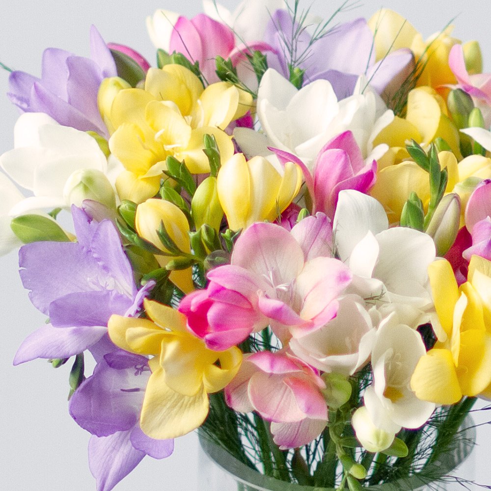 Крымская фрезия