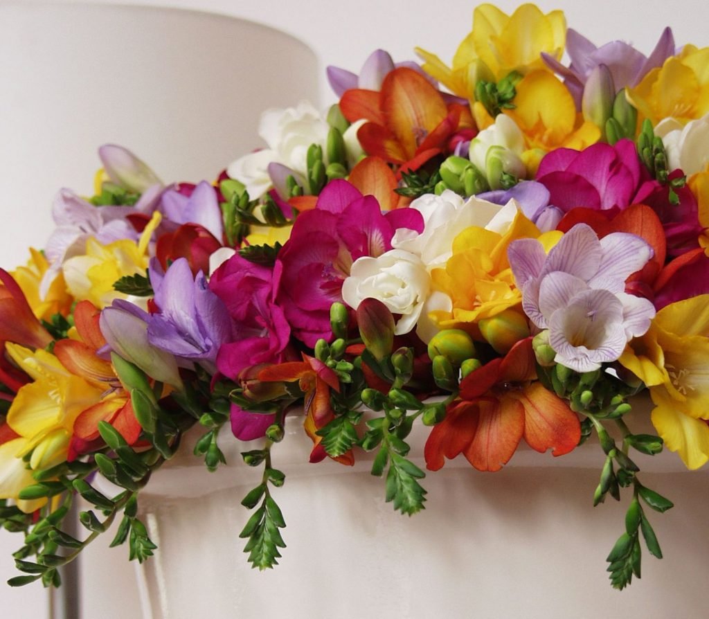 Цветок фрезия махровая