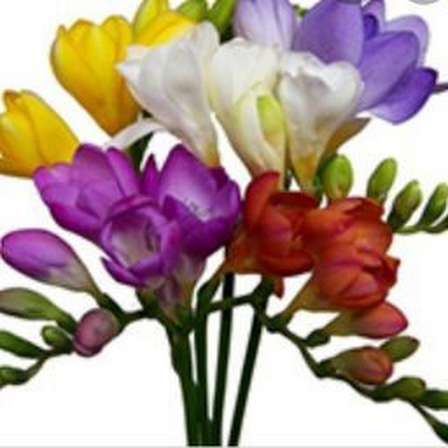 Freesia фрезия роза
