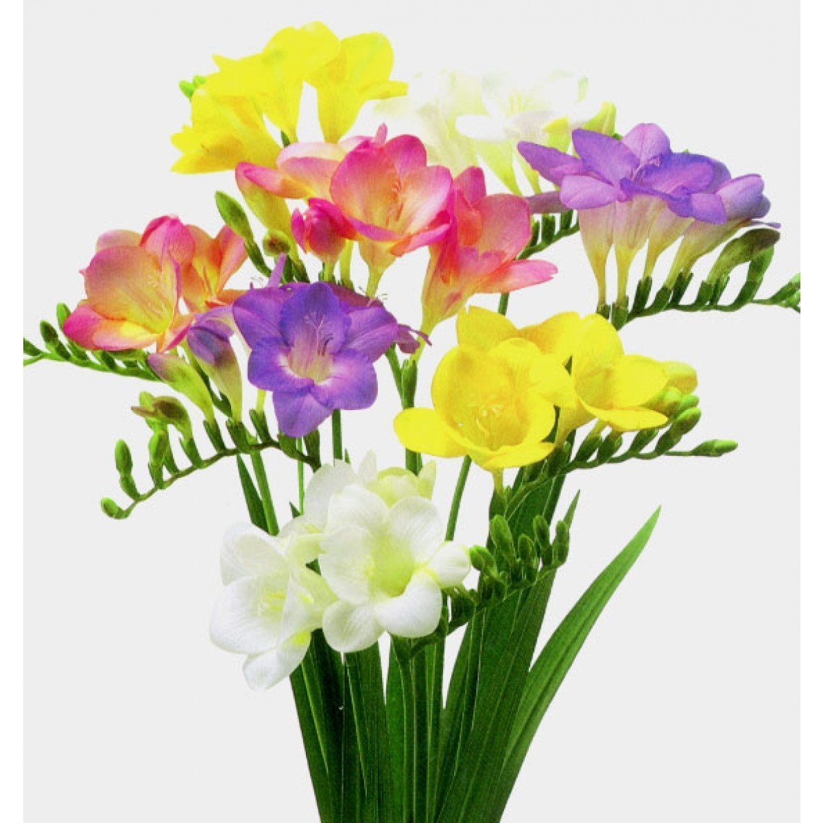 Фрезии Монобукет