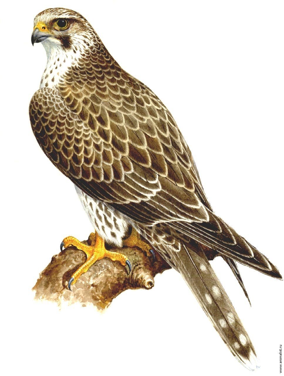 Сокол на белом фоне