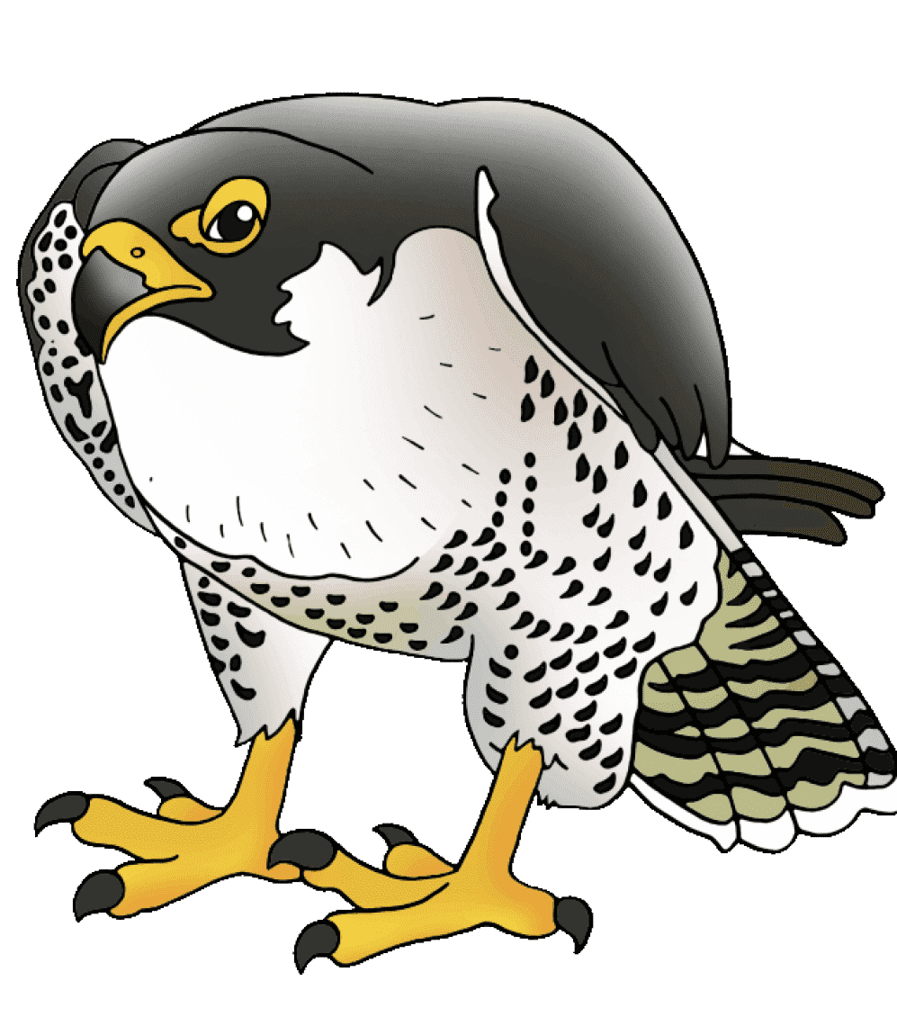 Балобан Falco cherrug vector