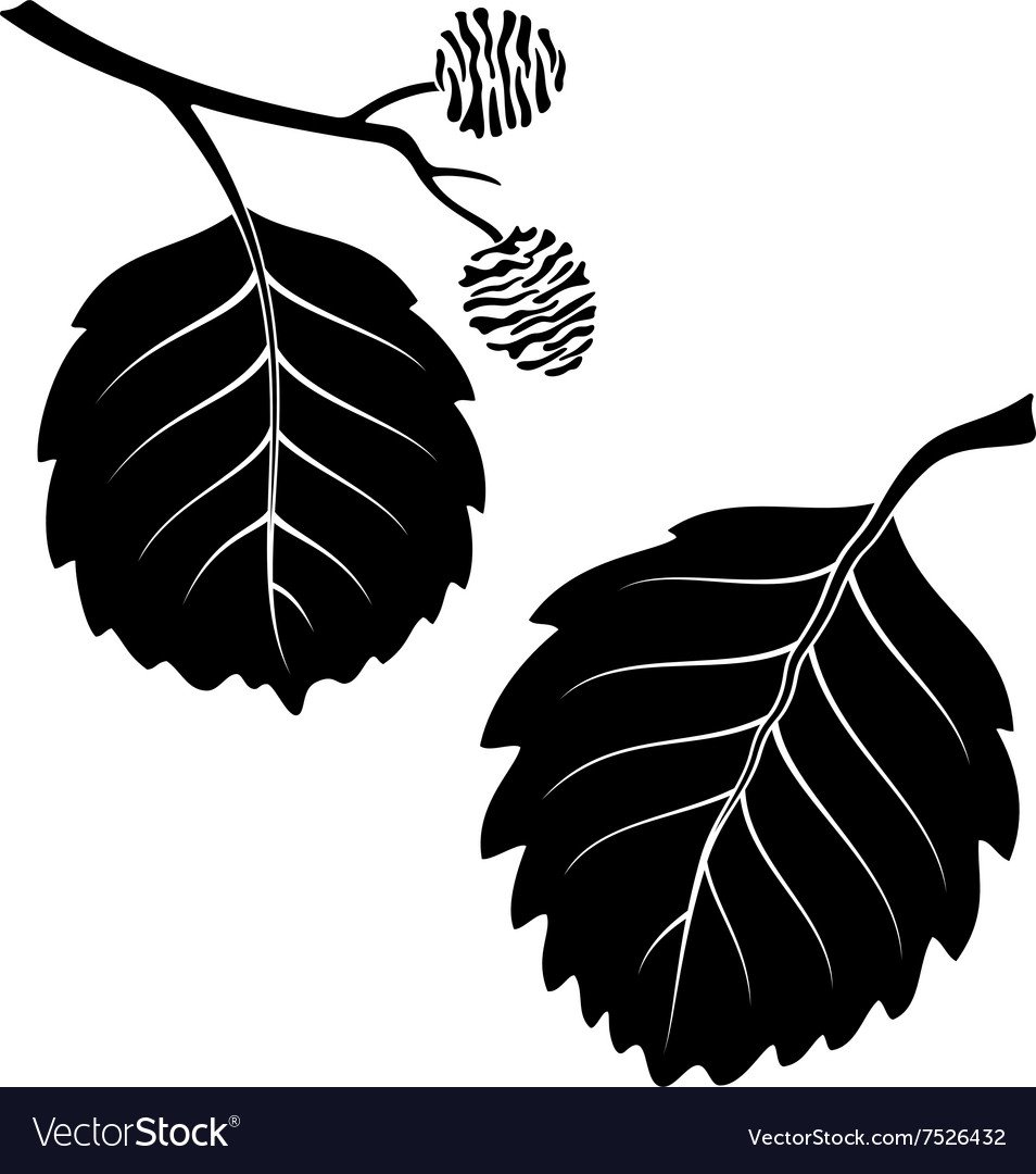 Ольха черная на белом фоне