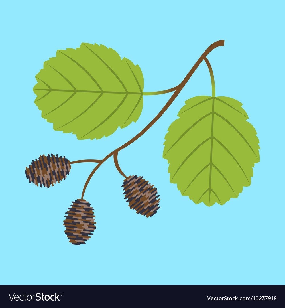 Ветка ольхи иллюстрация