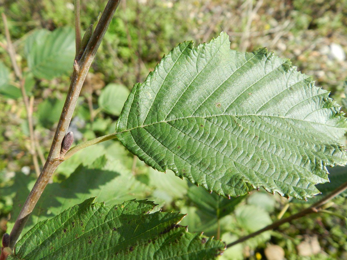 Alnus glutinosa