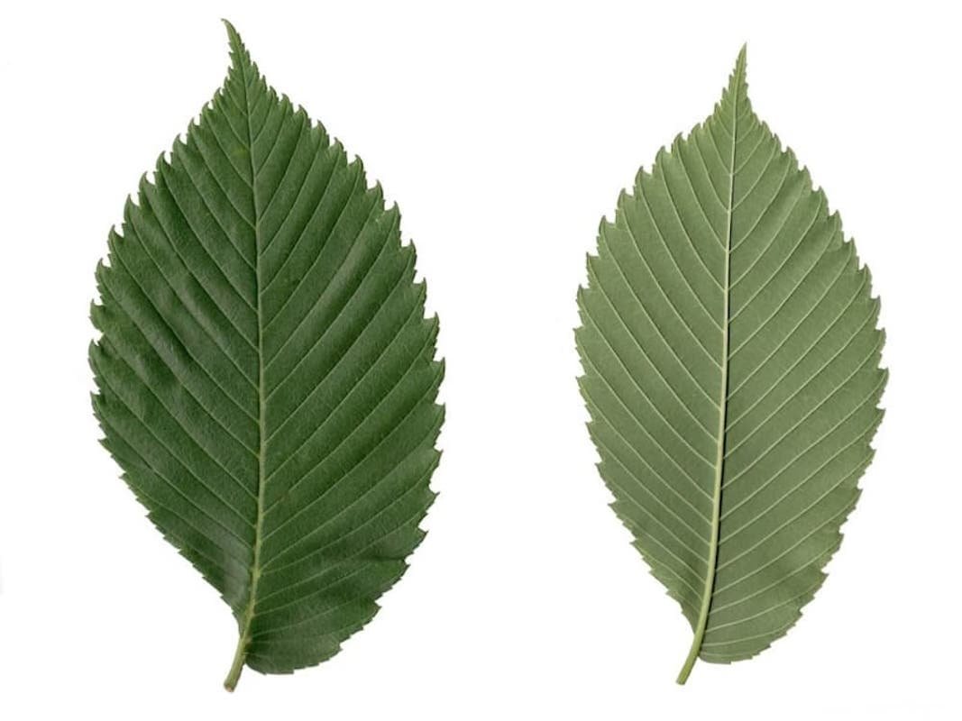 Карагач дерево листья семена