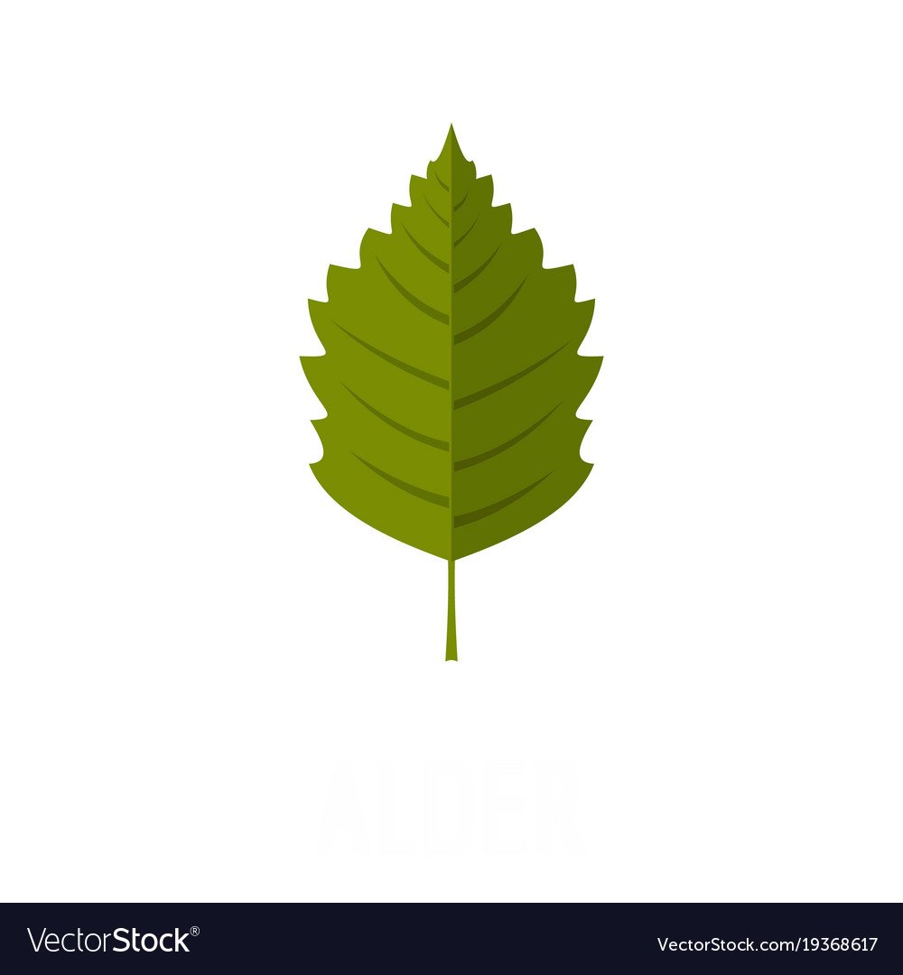 Alnus cordata ольха сердцелистная