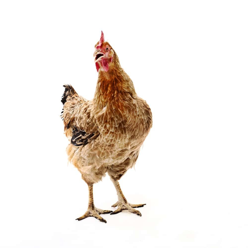 Курица на каблуках