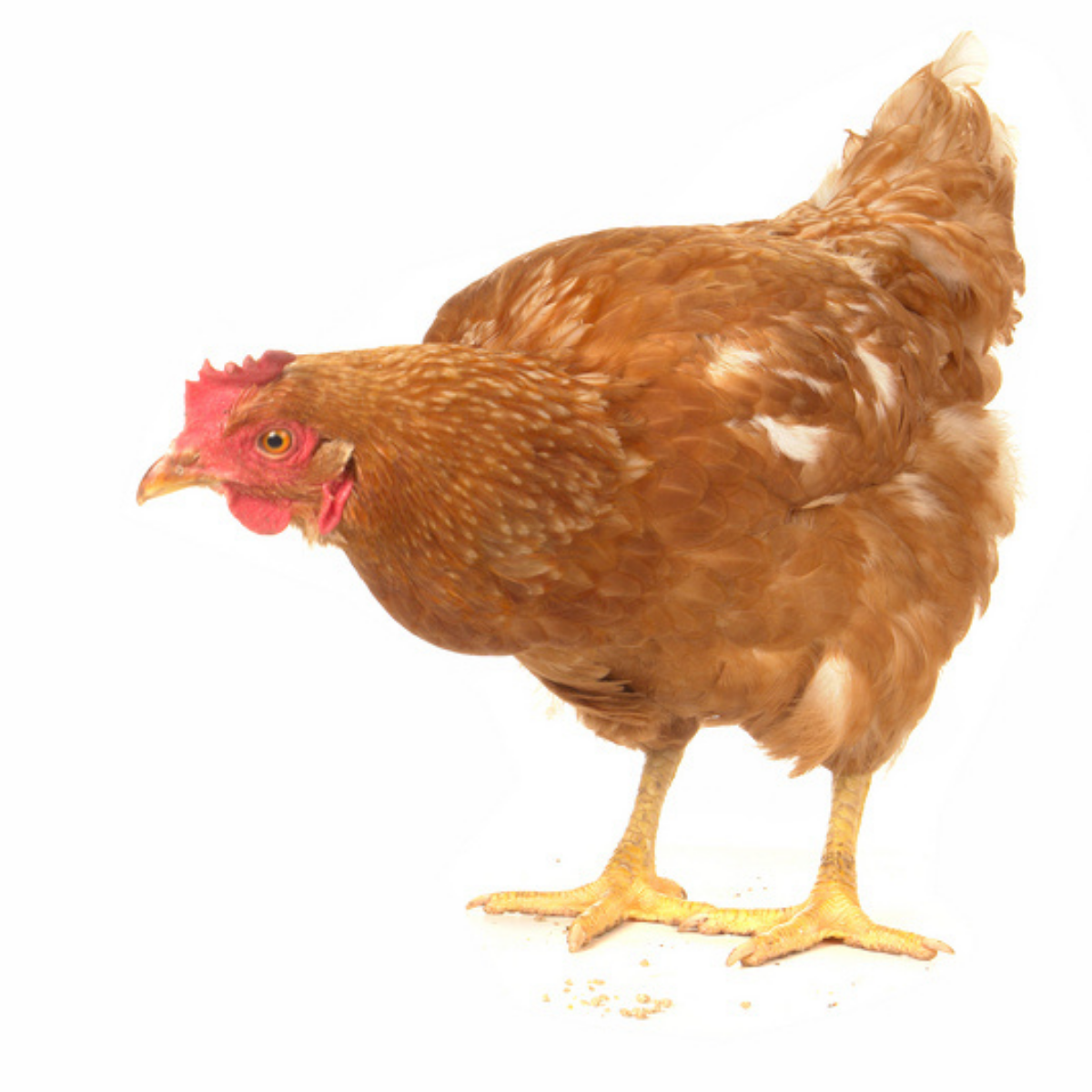 Пёстрая курица на белом фоне