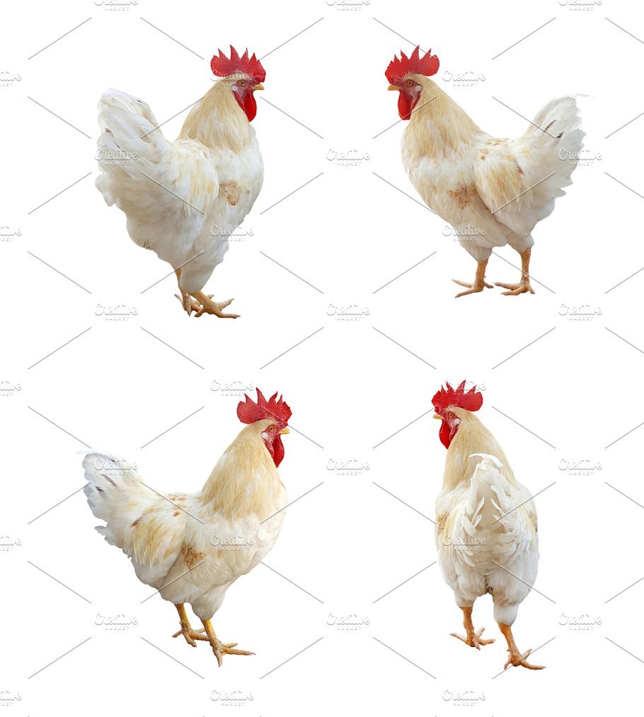 Lavender Chicken isolated