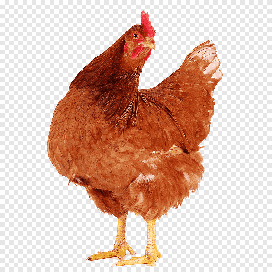 Редбро белый