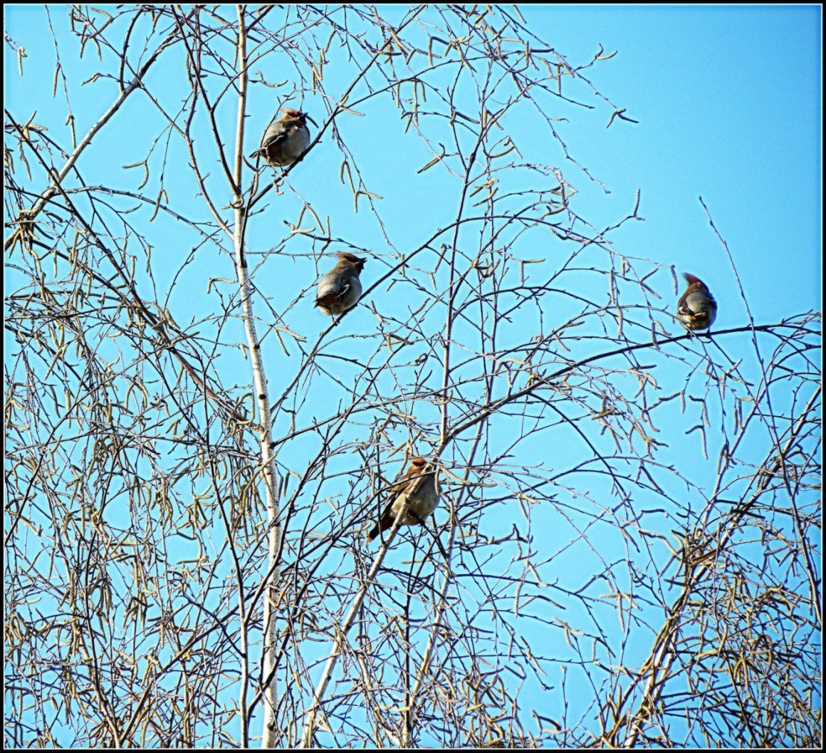 Много грачей