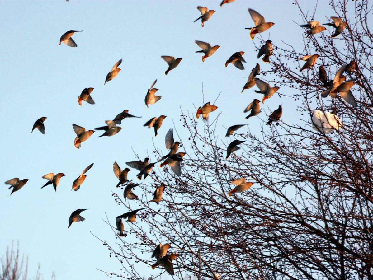 Стая светлогрудых Дроздов. Стая певчих Дроздов. Птицы прилетели. Пролетающая птица.