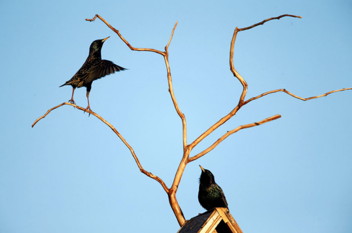 Прилетают птицы весной пейзаж