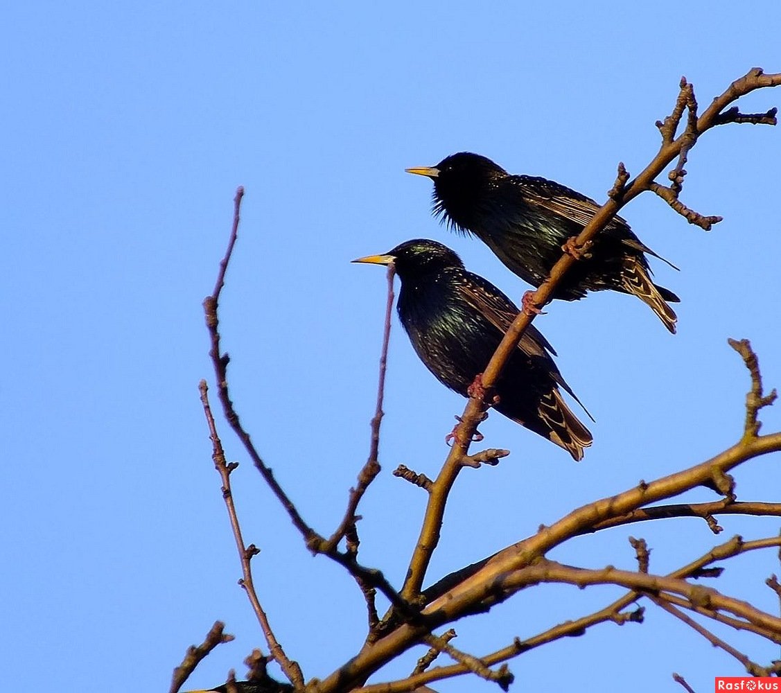 Весенние птицы прилетели