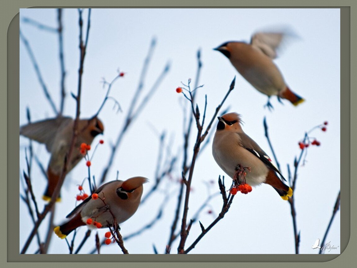 Птицы весной в городе
