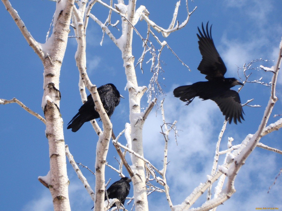 Птицы весной на севере