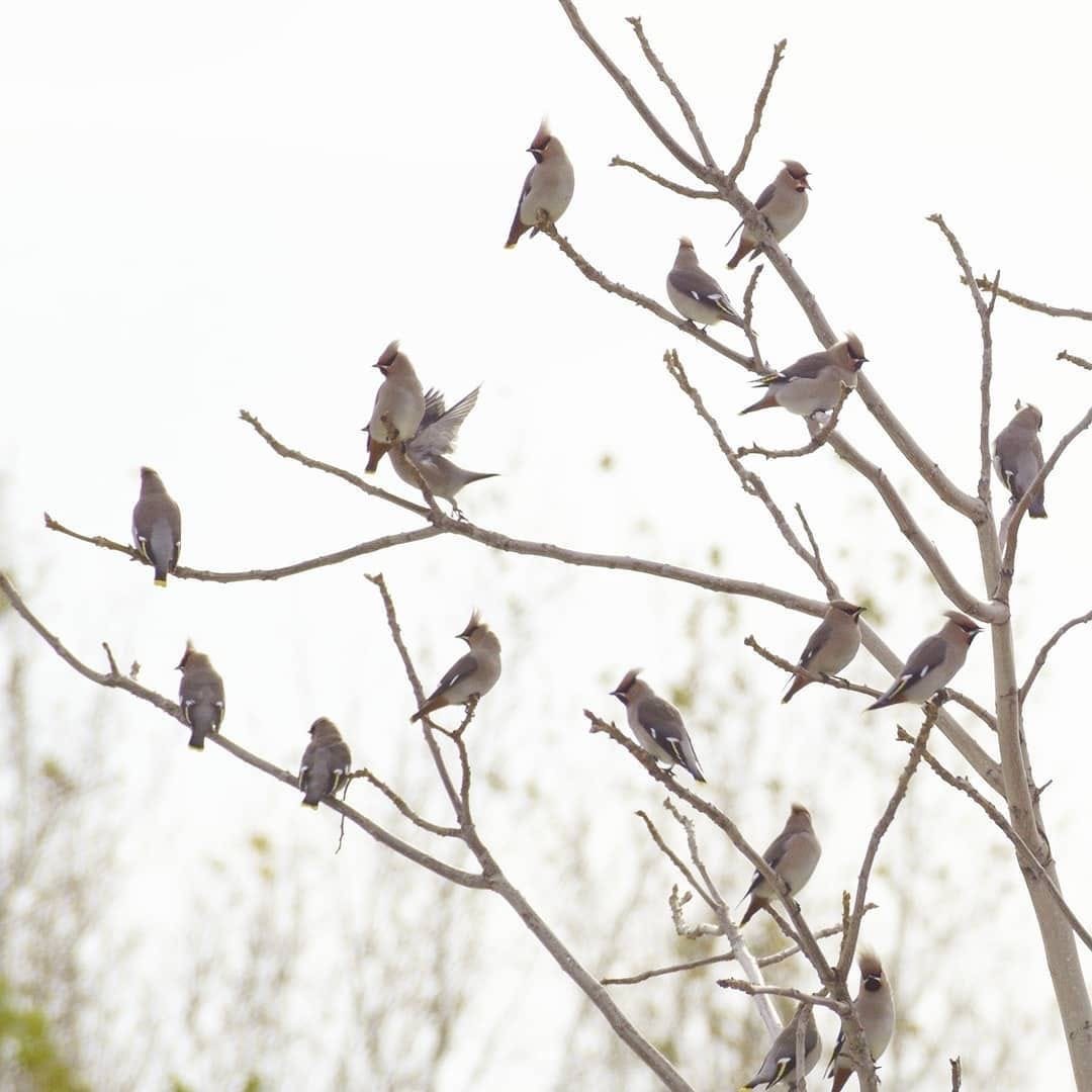 Кострома Грачи прилетели