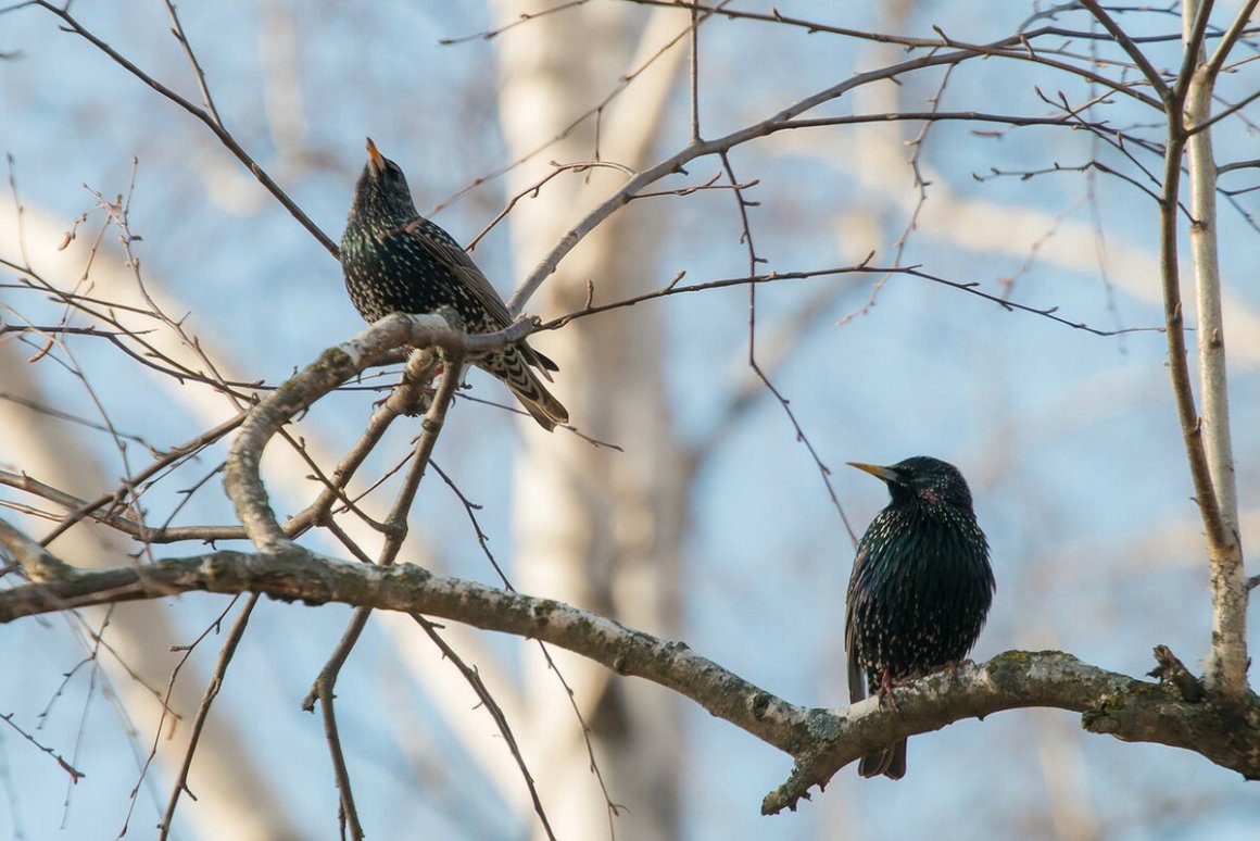 Перелетные птицы Грач гнездо