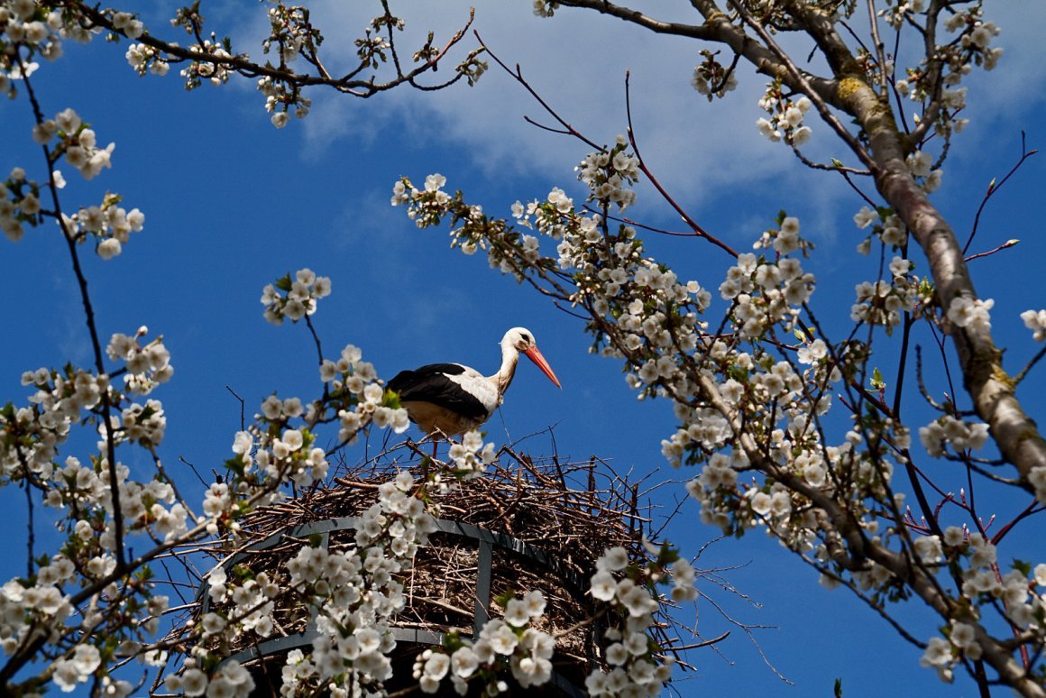 Птицы прилетели