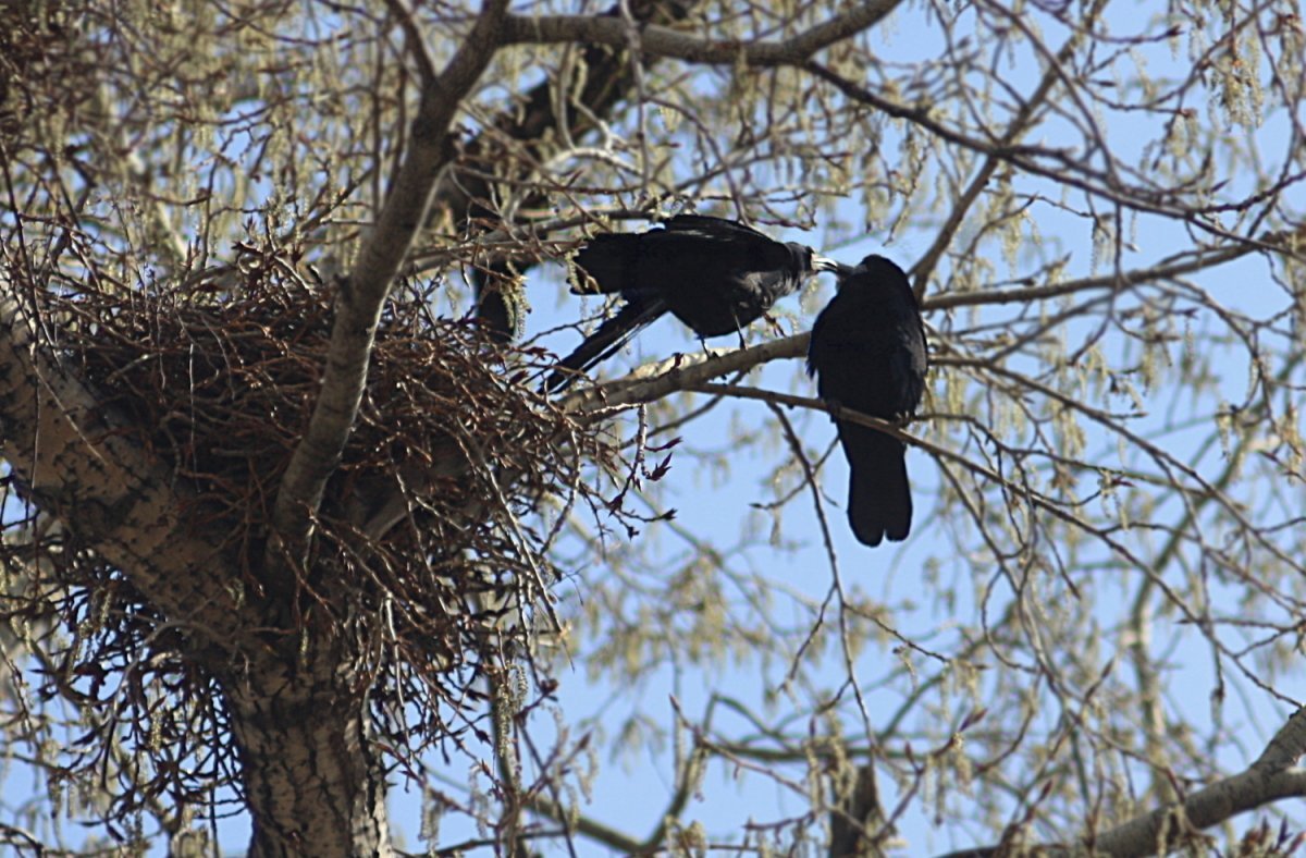 Весна Грачи прилетели