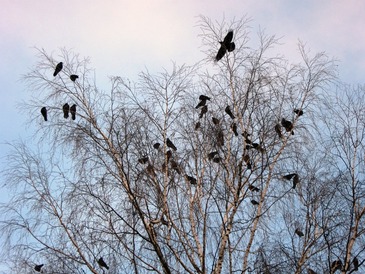 Грачи на ветвях