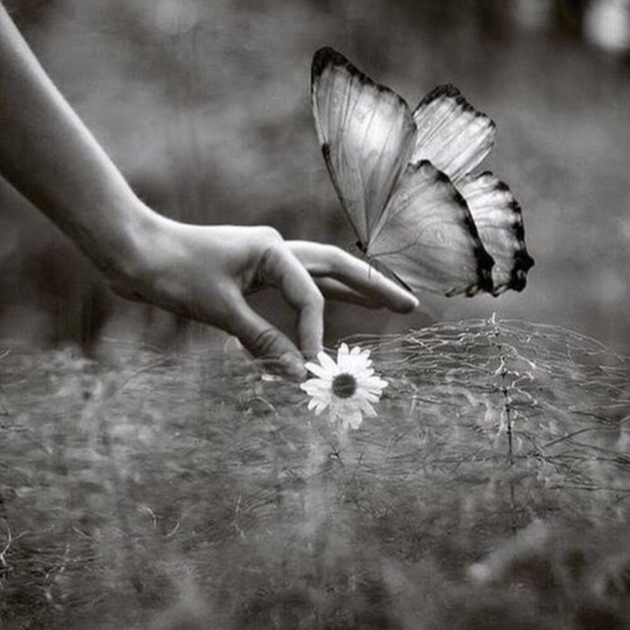 Красивые фразы