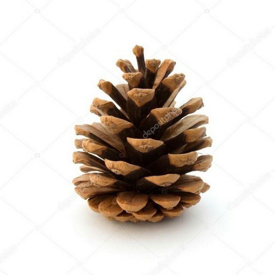 Шишка на белом фоне