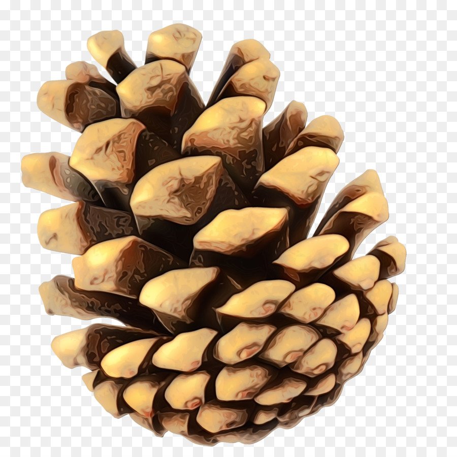 Сосновая шишка