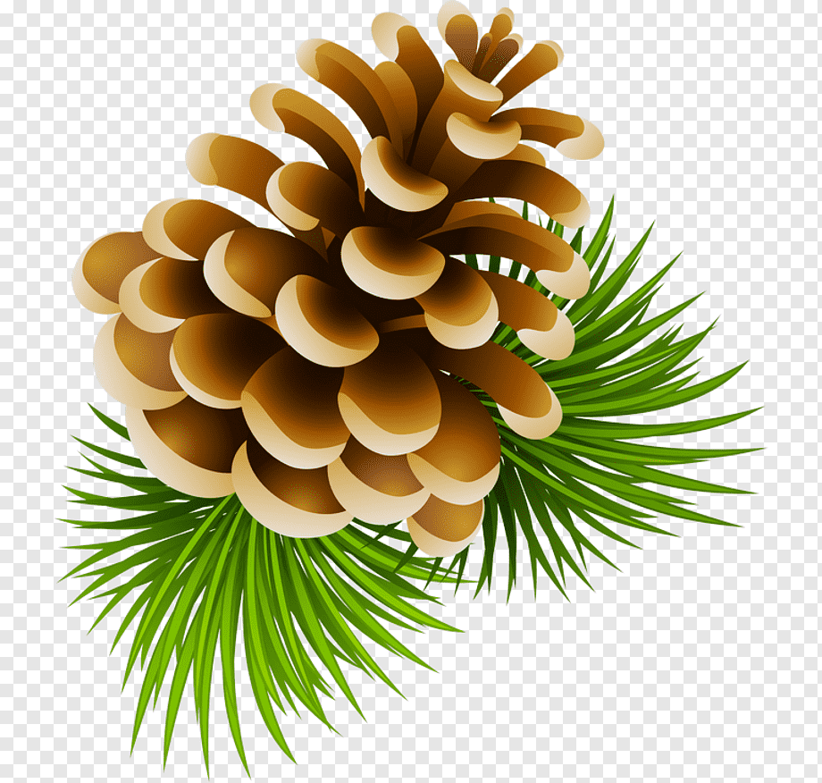 Шишки на прозрачном фоне