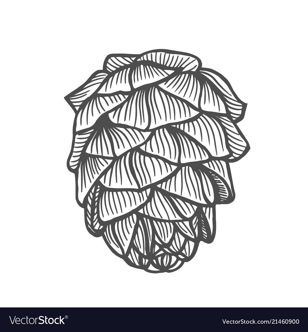 Кедр хвоя и шишки