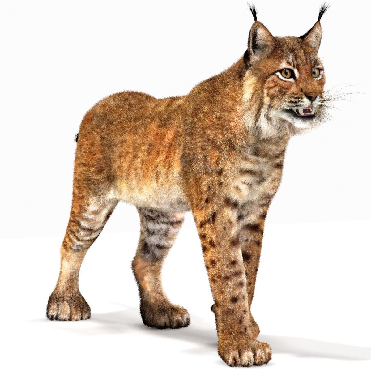 Рысь без фона