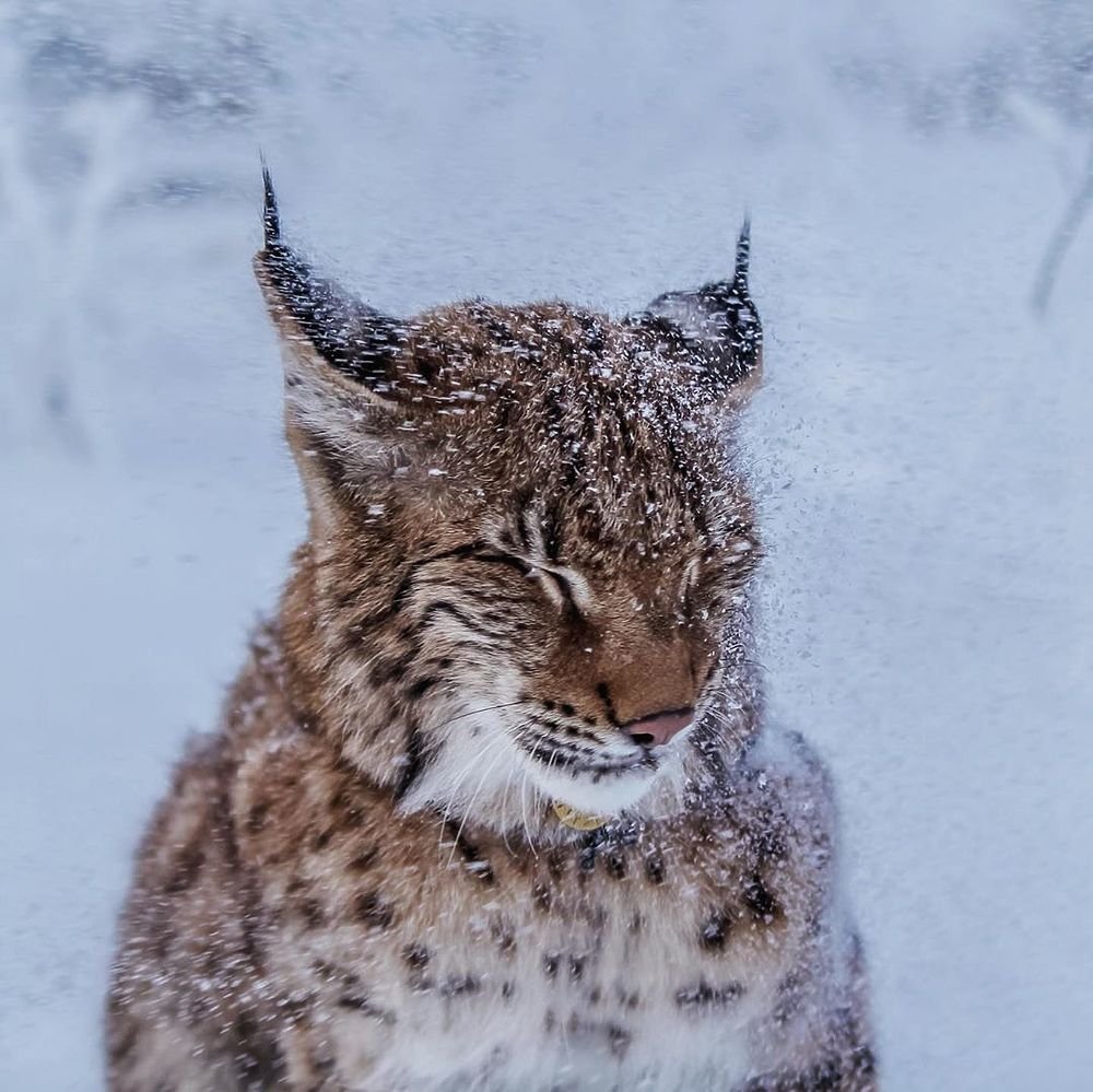 Фигурка papo Рысь