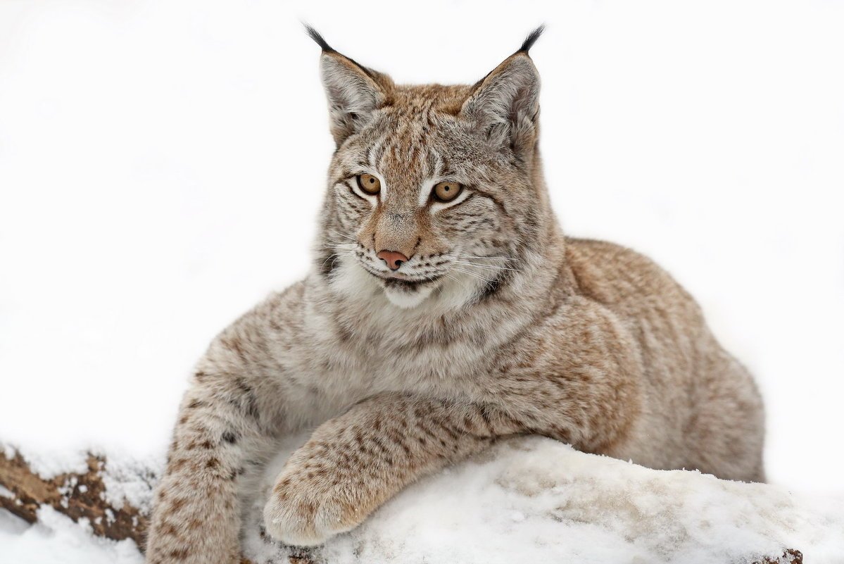 Рысь обыкновенная на белом фоне