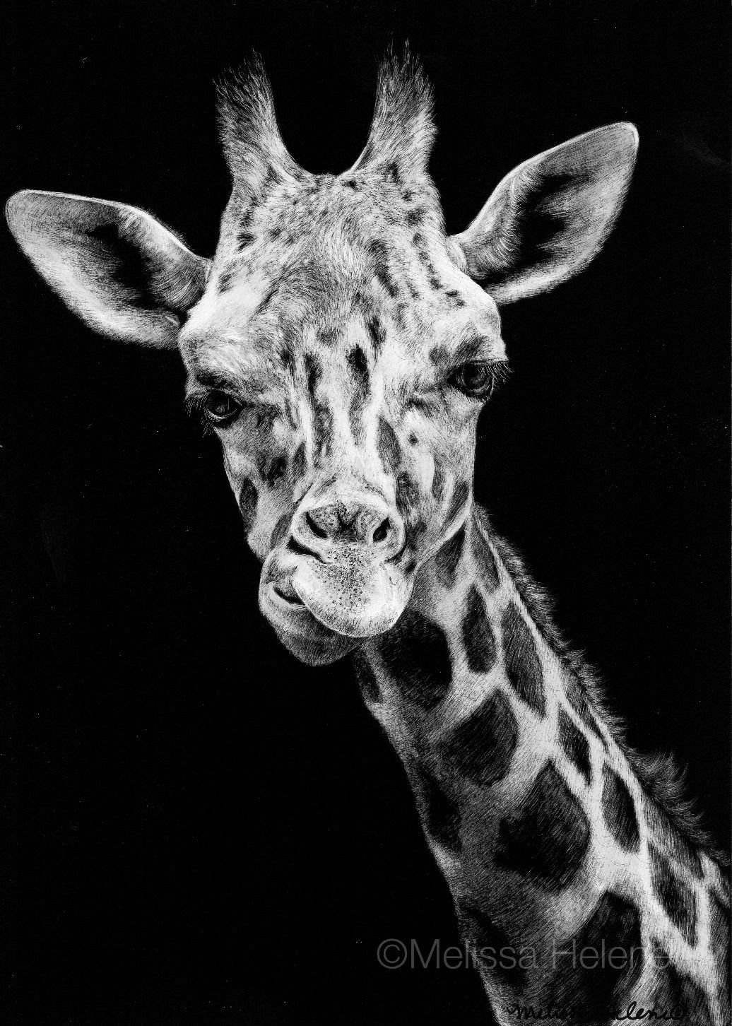 Черно белые животные