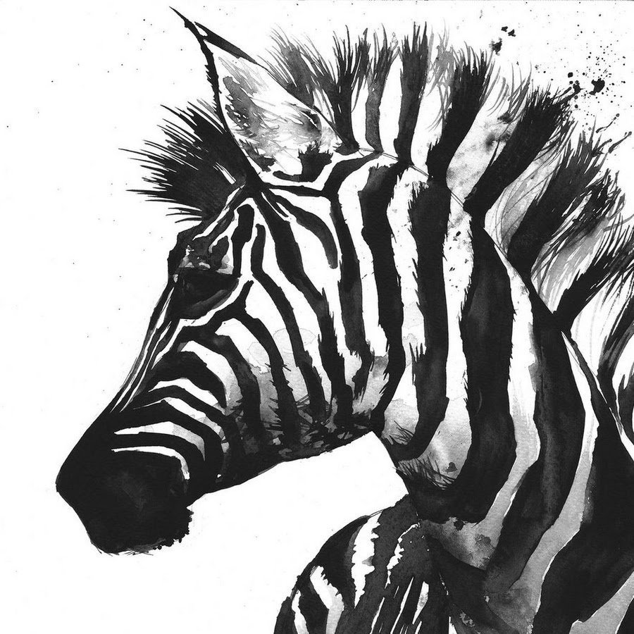 Зебра рисунок