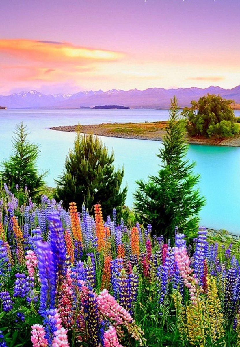 Орхидея розовая