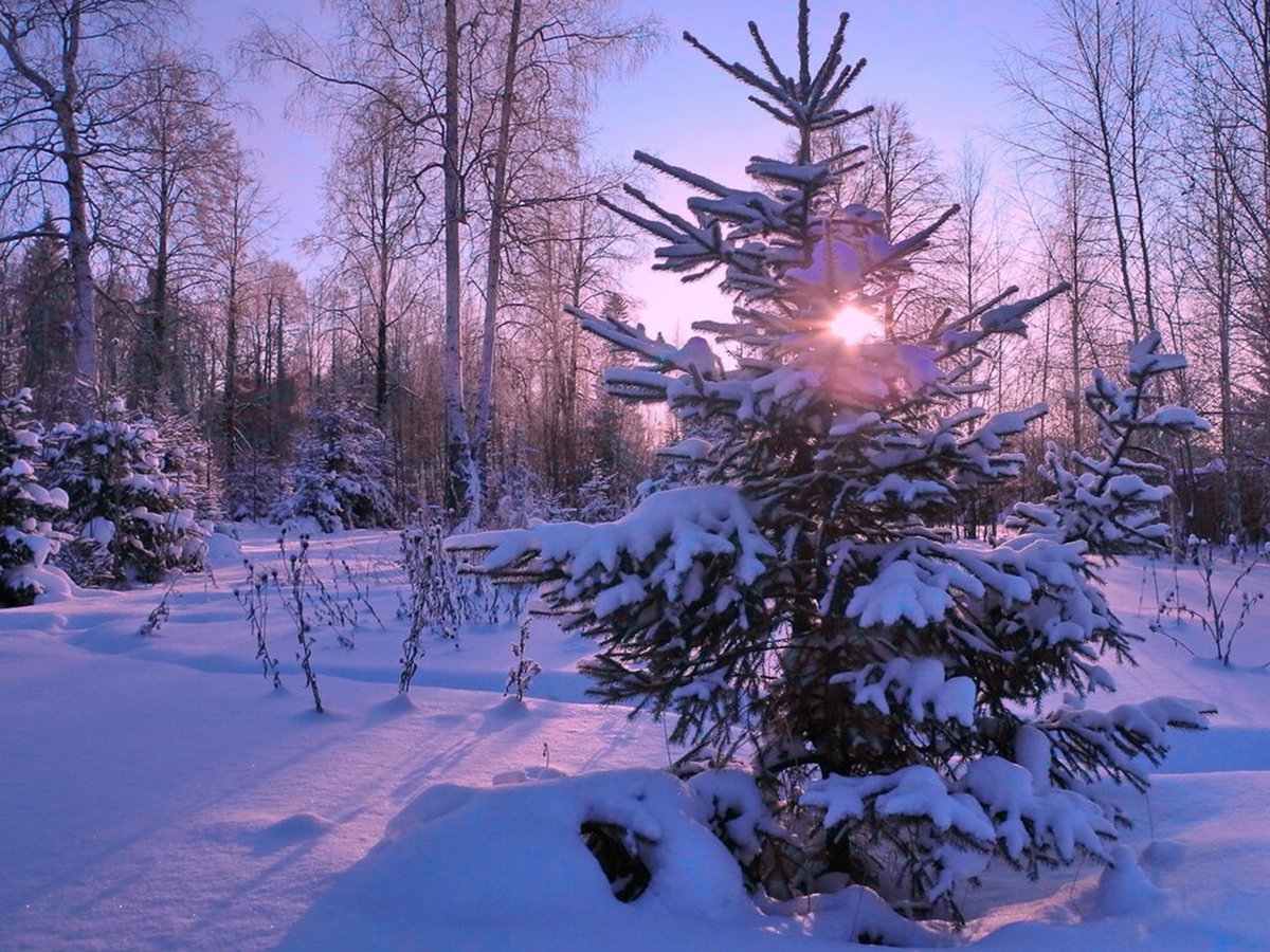 Елка в лесу