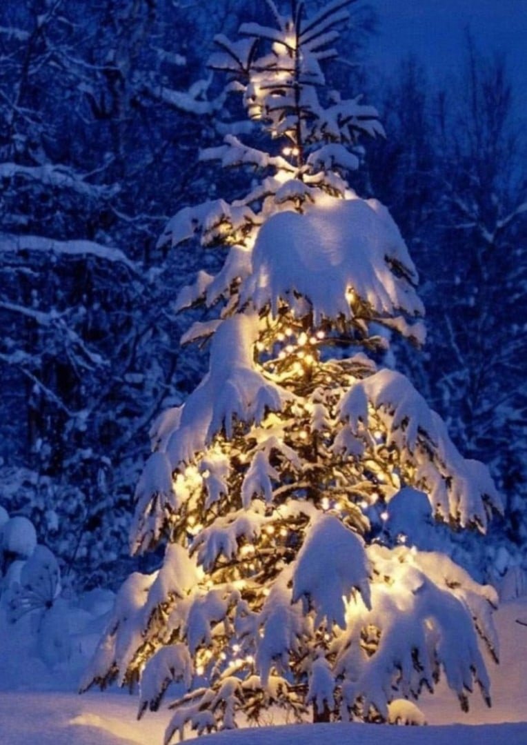 В новогоднем лесу