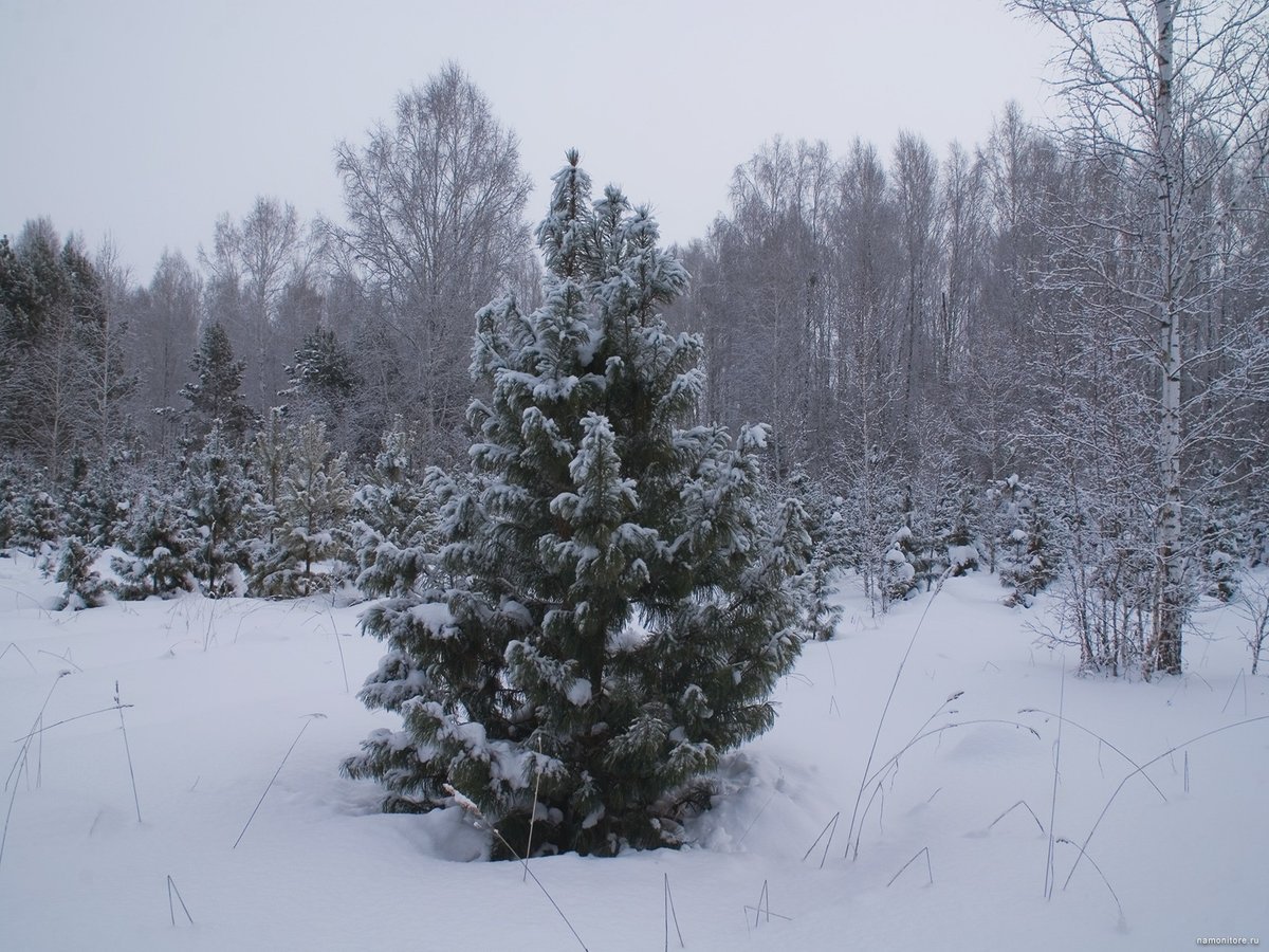 Пушистая елка в лесу