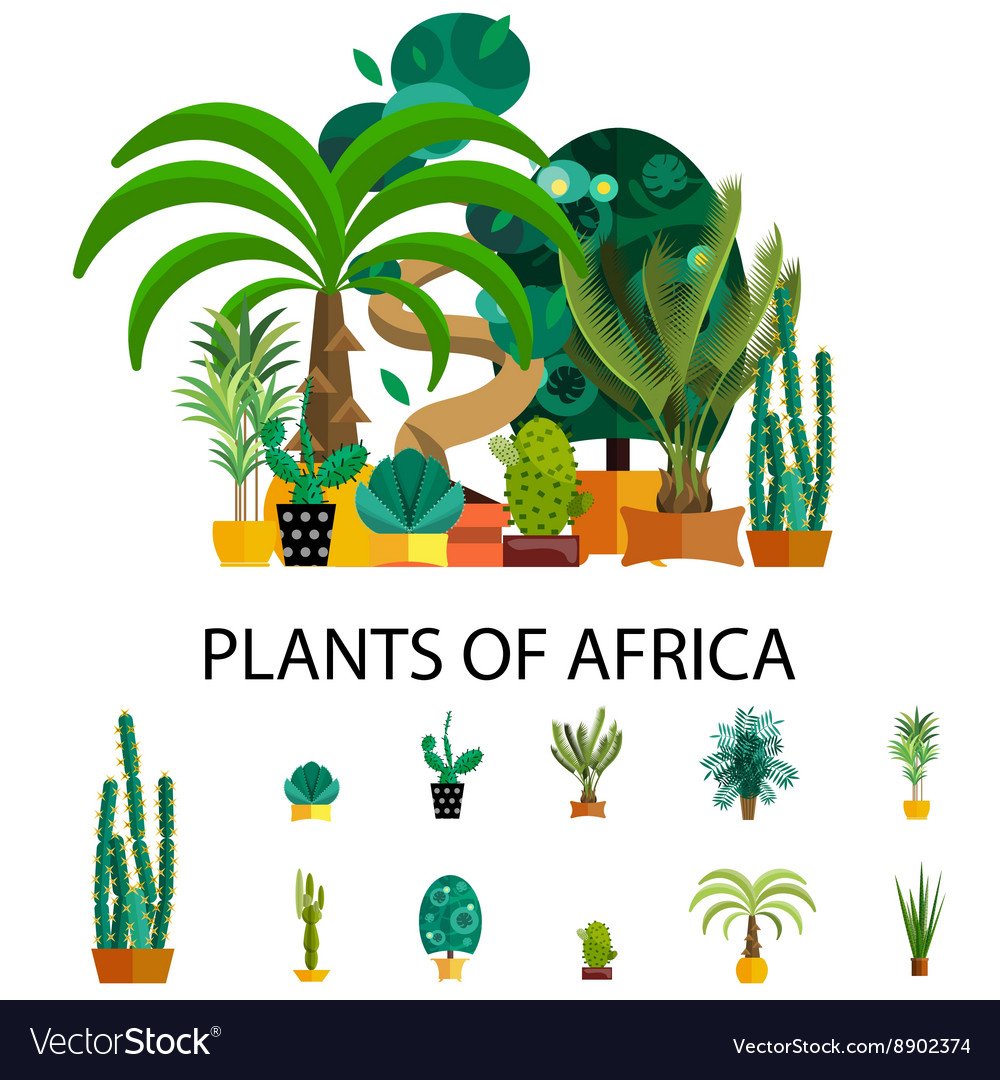 Растения Африки для детей