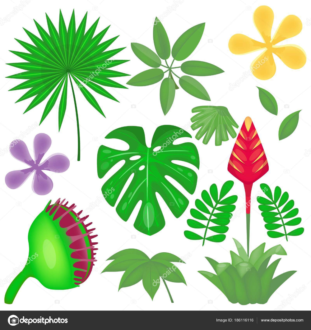 Сафари тропические растения