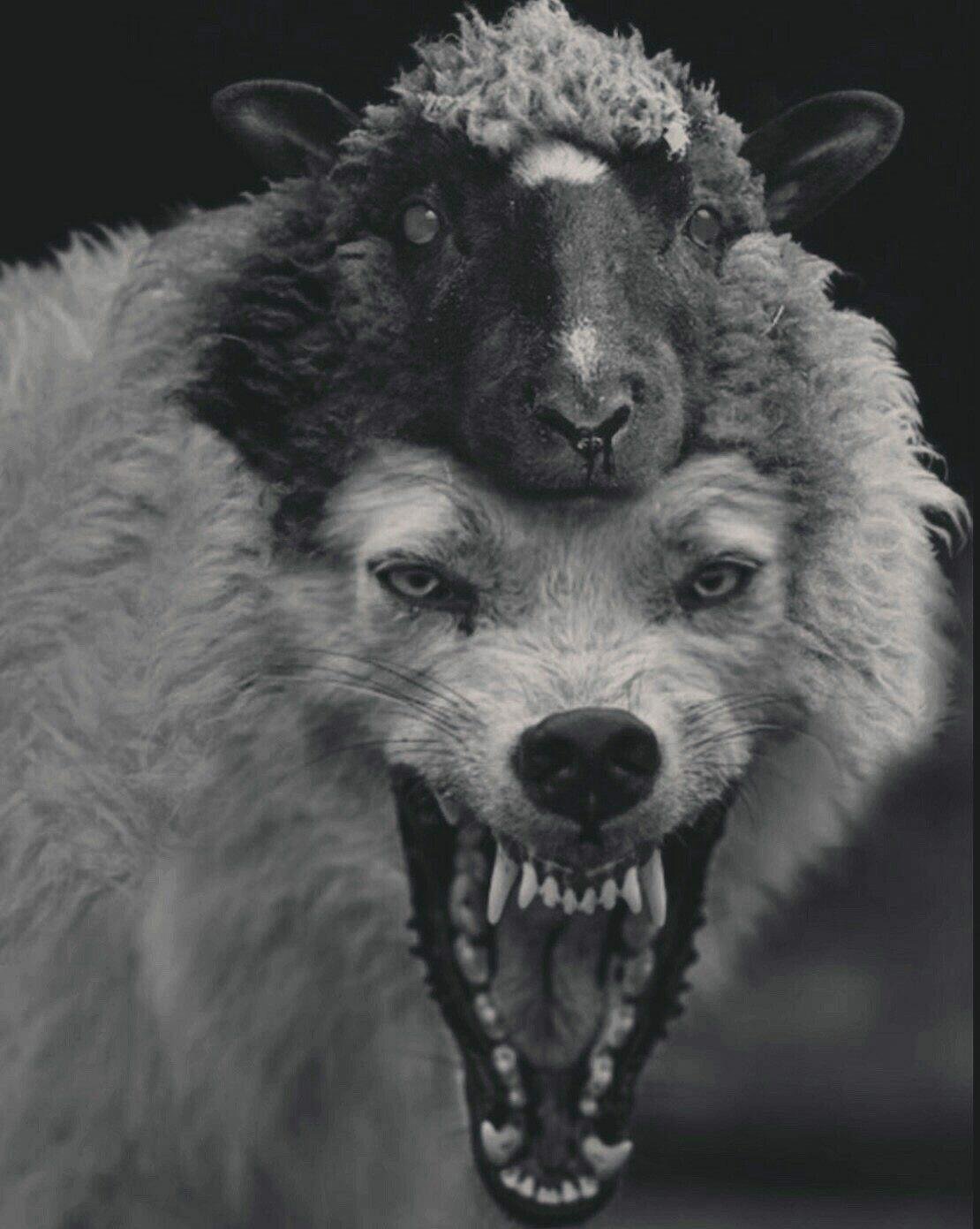 Волк в овечьей шкуре