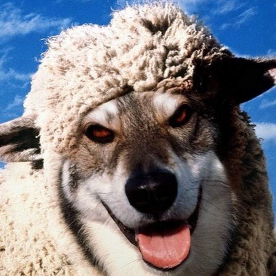 Волк овечьей в овечьей шкуре